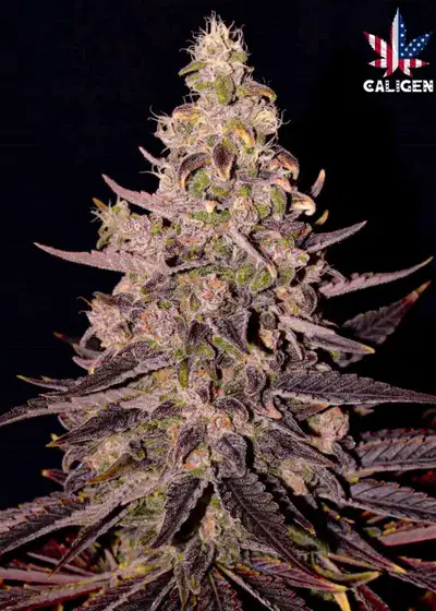 Ghost Ryder Auto by Caligen, Autoflower cannabis strain