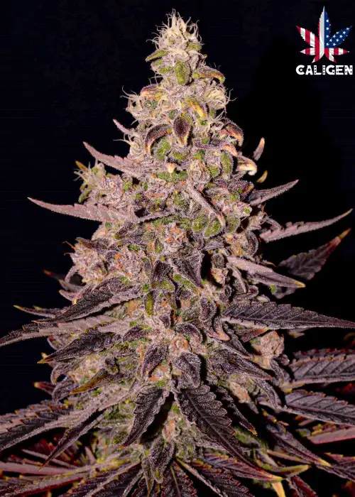 Ghost Ryder Auto by Caligen, Autoflower cannabis strain