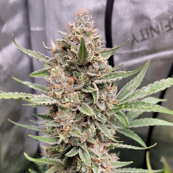 Ghost Toot by Brothers In Farms, Autoflower cannabis strain