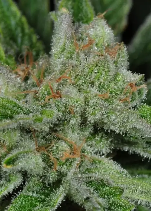 Ghost Train Haze #1 by Rare Dankness, Photoperiod cannabis strain