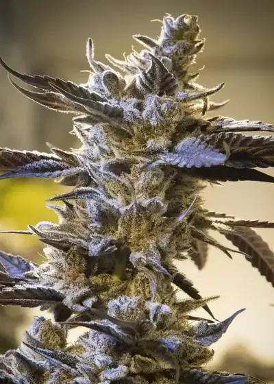 Ghost Train Og by High Speed Buds, Autoflower cannabis strain
