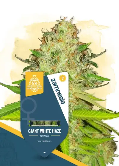 Giant White Haze cannabis strain