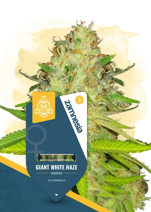 Giant White Haze by Zamnesia Seeds, Photoperiod cannabis strain
