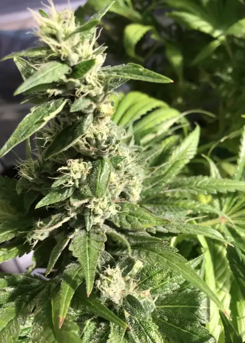 Gigabud by G13 Labs, Photoperiod cannabis strain