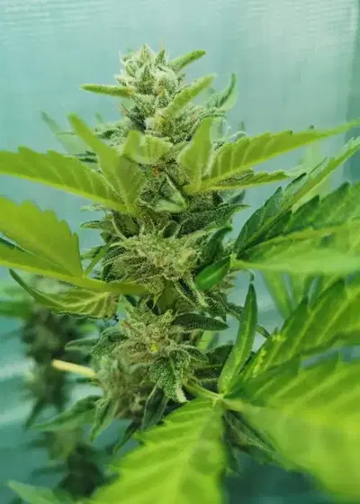 Gigantuan Automatic by Aztech, Autoflower cannabis strain