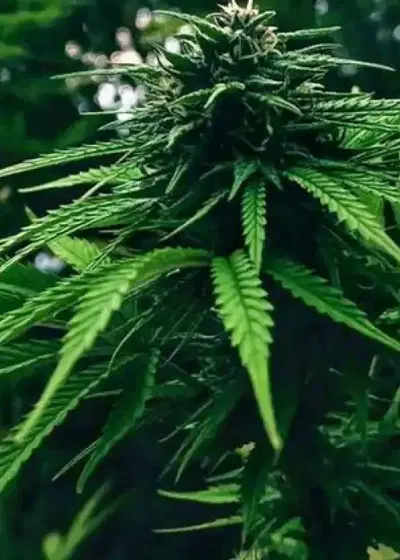 Gigantuan Fast by Aztech, Photoperiod cannabis strain