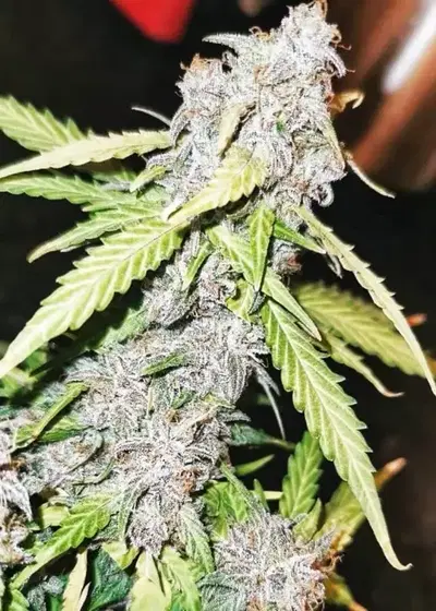 Gigantuan by Aztech, Photoperiod cannabis strain