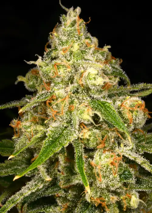 Ginger Tea by Archive Seed Bank, Photoperiod cannabis strain