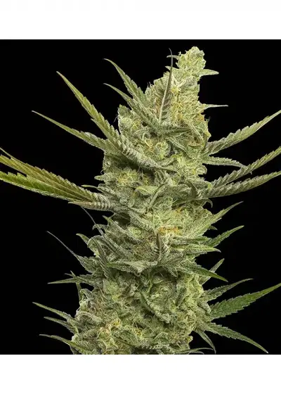 Gipsy Haze by Eva Seeds, Photoperiod cannabis strain