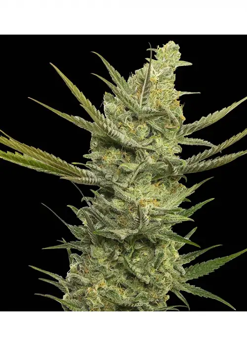 Gipsy Haze by Eva Seeds, Photoperiod cannabis strain