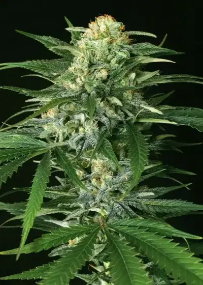Gipsy Widow by Exotic Seed, Photoperiod cannabis strain