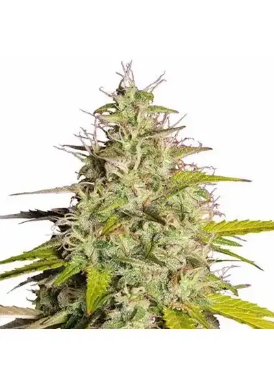 Girl Scout Cookie Auto by STRNG Seeds, Autoflower cannabis strain
