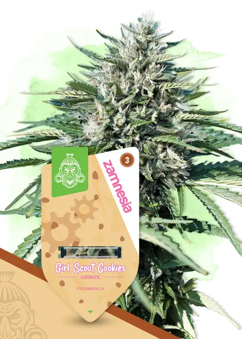 Girl Scout Cookies Automatic by Zamnesia Seeds, Autoflower cannabis strain