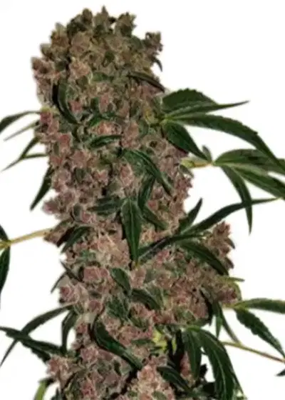 Girl Scout Cookies Extreme Autoflower by ILGM, Autoflower cannabis strain