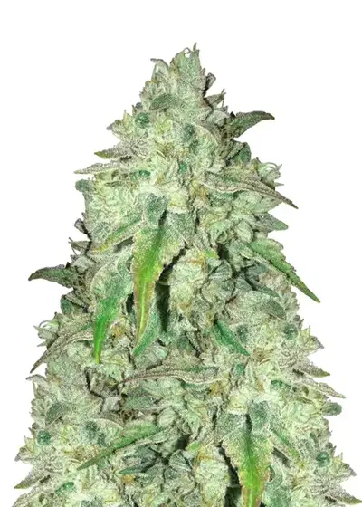 Girl Scout Cookies Fast Version by Herbies USA Express, Photoperiod cannabis strain