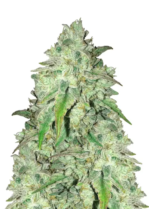 Girl Scout Cookies Fast Version by Herbies USA Express, Photoperiod cannabis strain