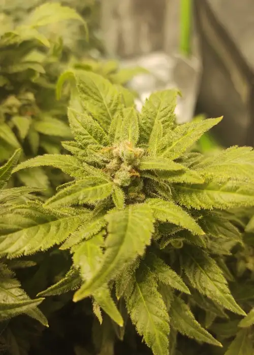 Girl Scout Cookies Fem by Seedstockers, Photoperiod cannabis strain