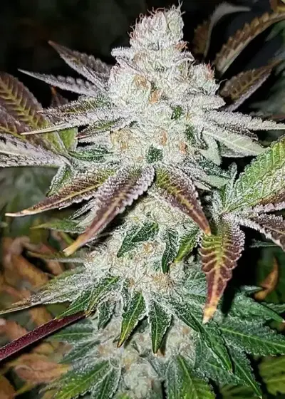 Girl Scout Cookies Feminized by Sunwest Genetics, Photoperiod cannabis strain