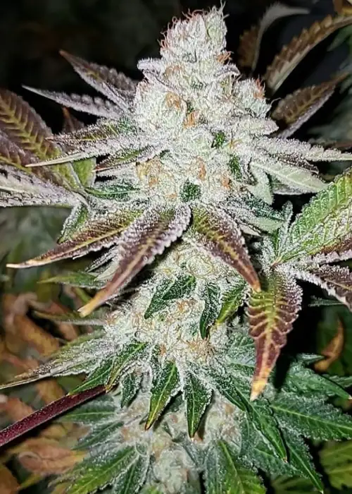 Girl Scout Cookies Feminized by Sunwest Genetics, Photoperiod cannabis strain