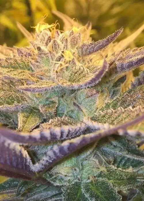 Girl Scout Cookies XTRM by The Bulldog Seeds, Photoperiod cannabis strain