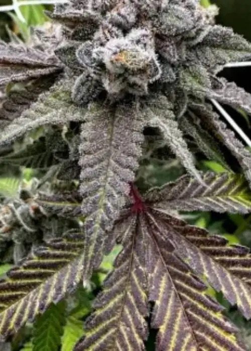 Girl Scout Cookies by Mediseed Man, Photoperiod cannabis strain