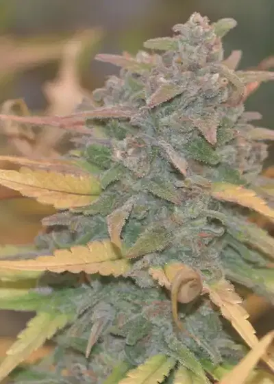 Girl Scout Cookiez by Inseedious Seeds, Photoperiod cannabis strain