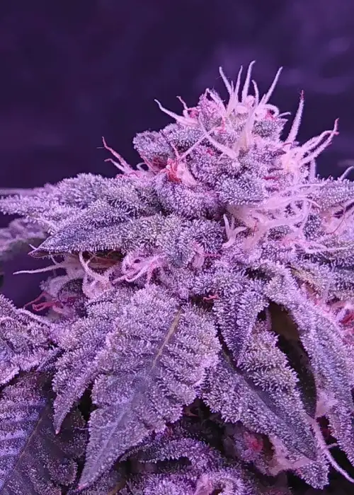 Girl Scout Gum by BC Bud Depot, Photoperiod cannabis strain