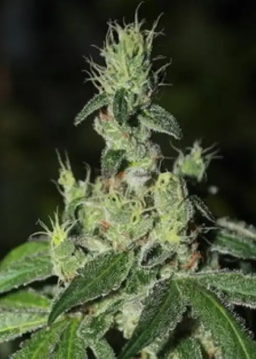 Girl Scout Haze Cookies by Connoisseur Genetics, Photoperiod cannabis strain
