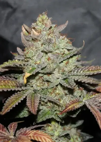 Girls Scout Cookies by The Cali Connection, Photoperiod cannabis strain