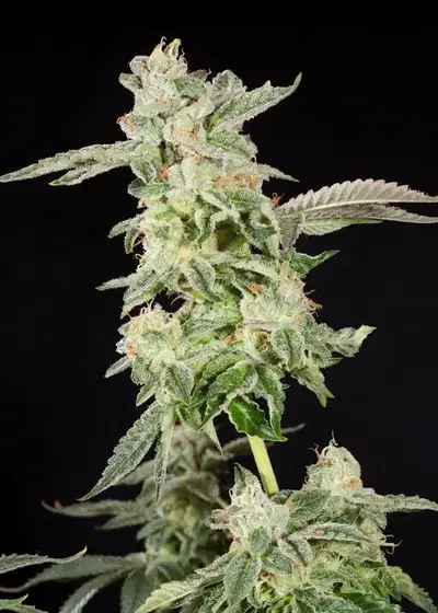 Giscotti by Elev8 Seeds, Photoperiod cannabis strain