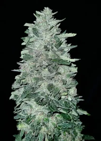 Glacial Guava by G.O.A.T Genetics, Photoperiod cannabis strain