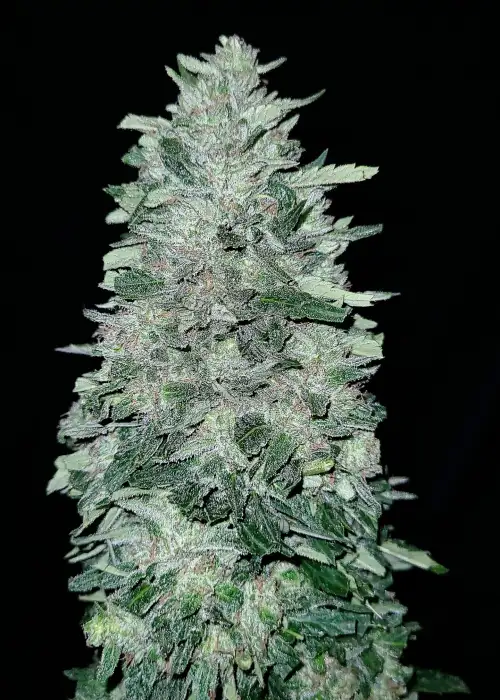 Glacial Guava by G.O.A.T Genetics, Photoperiod cannabis strain