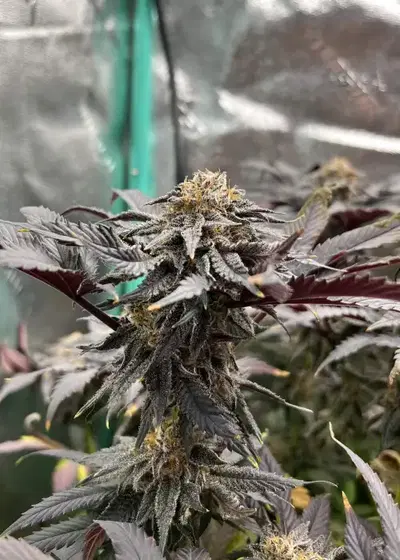Glamorous Grapes by Square One Genetics, Photoperiod cannabis strain