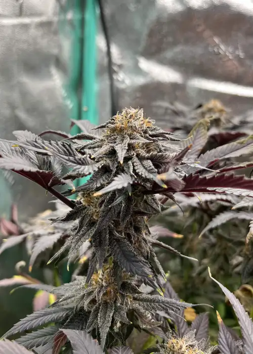 Glamorous Grapes by Square One Genetics, Photoperiod cannabis strain