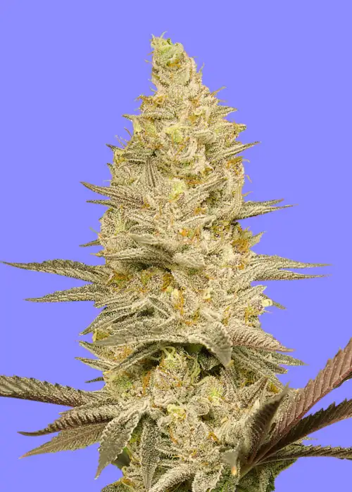 Glookie Bomb by Bomb Seeds, Photoperiod cannabis strain