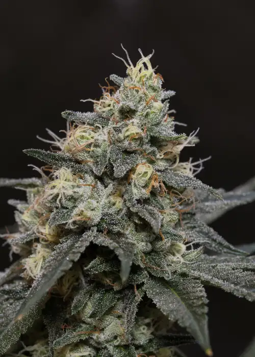 Glookies by Ganja Farmer cannabis strain