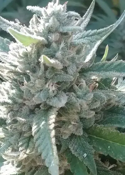 Glue Cookies by New420Guy Seeds, Photoperiod cannabis strain