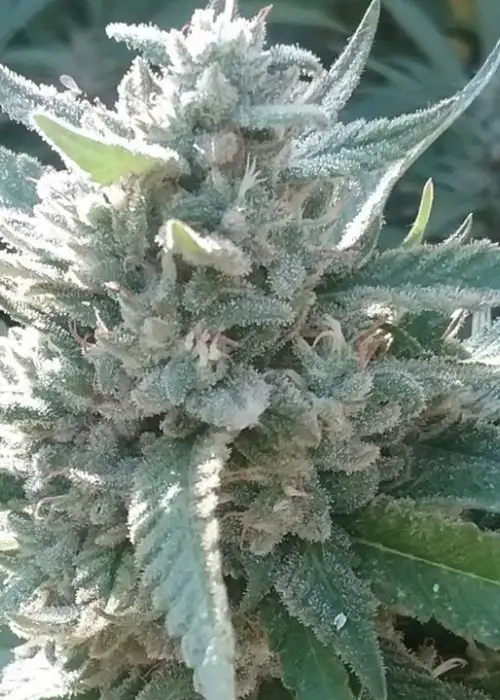 Glue Cookies by New420Guy Seeds, Photoperiod cannabis strain