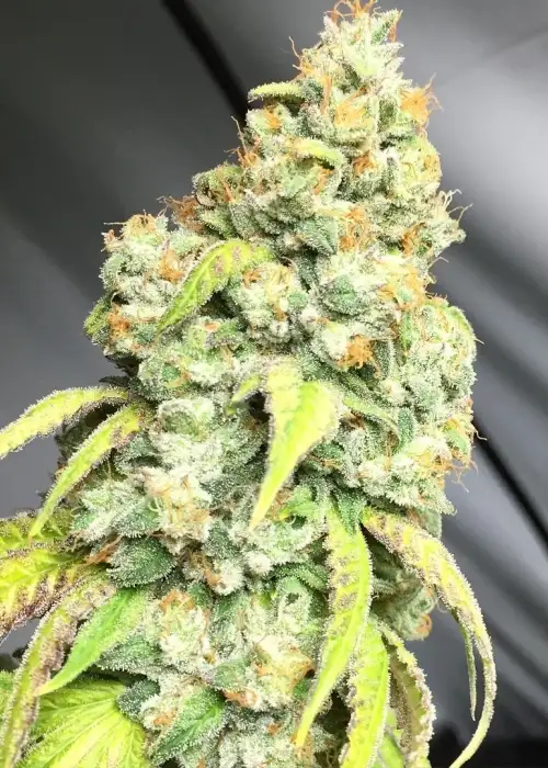 Glue Fire OG by Relentless Genetics, Photoperiod cannabis strain