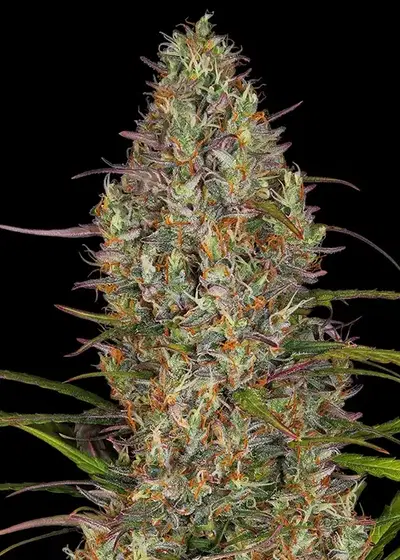 Glue Gelato Auto by Barney's Farm, Autoflower cannabis strain