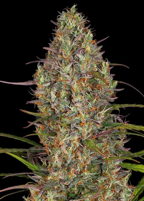 Glue Gelato Auto by Barney's Farm, Autoflower cannabis strain