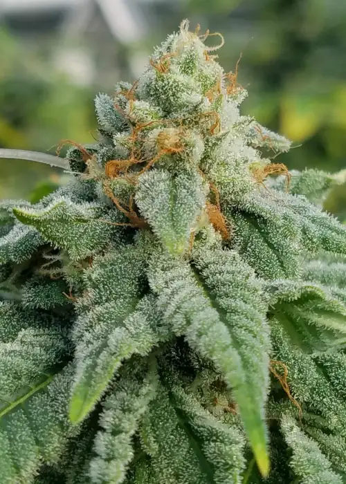 Glue Sniffer by Twenty20, Photoperiod cannabis strain