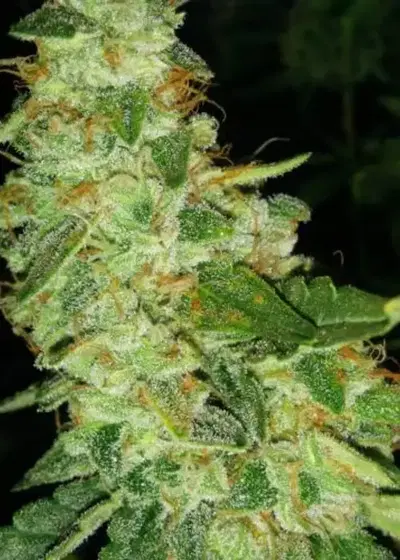 Glueberry Auto by Expert Seeds, Autoflower cannabis strain