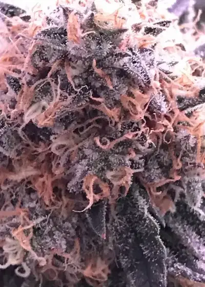 Glueberry by GG strains, Photoperiod cannabis strain