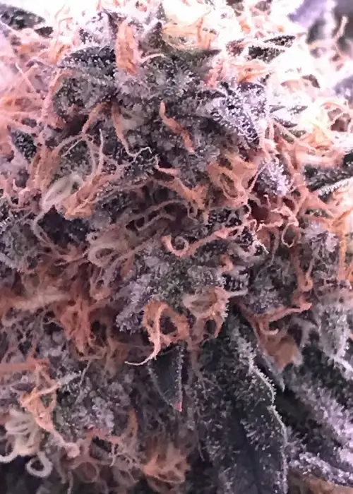 Glueberry by GG strains, Photoperiod cannabis strain