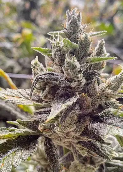 GlueChee by GG strains, Photoperiod cannabis strain