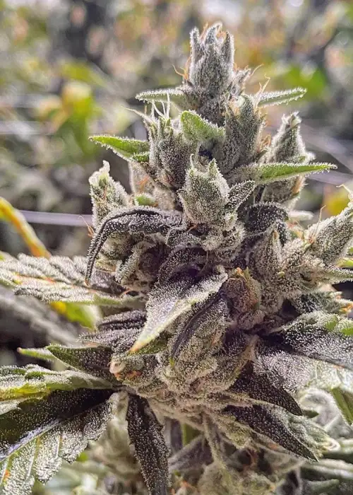 GlueChee by GG strains, Photoperiod cannabis strain