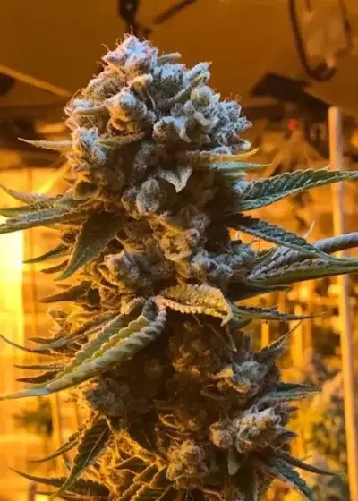 Glukies BX by BlackFarm Genetix, Photoperiod cannabis strain