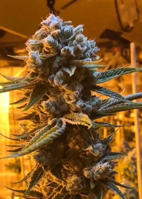 Glukies BX by BlackFarm Genetix, Photoperiod cannabis strain