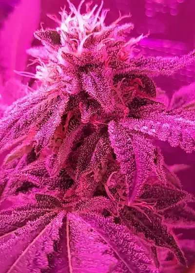 Glukies by BlackFarm Genetix, Photoperiod cannabis strain